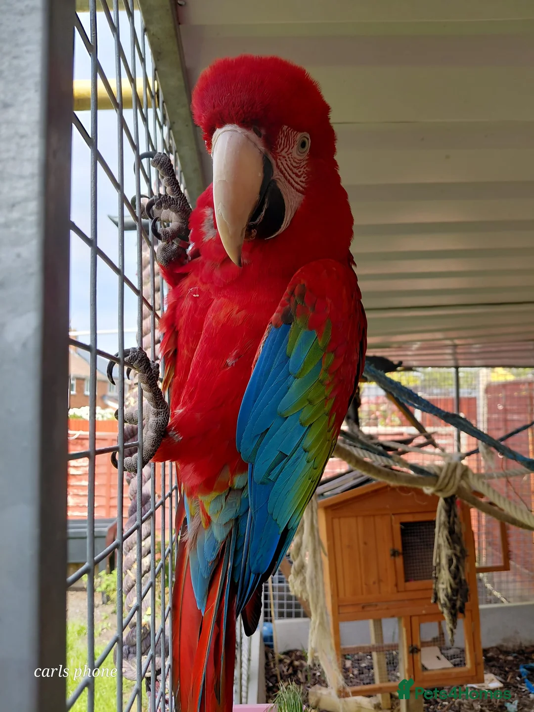 Macaws birds for sale: 2 macaws for sale - Advert 2