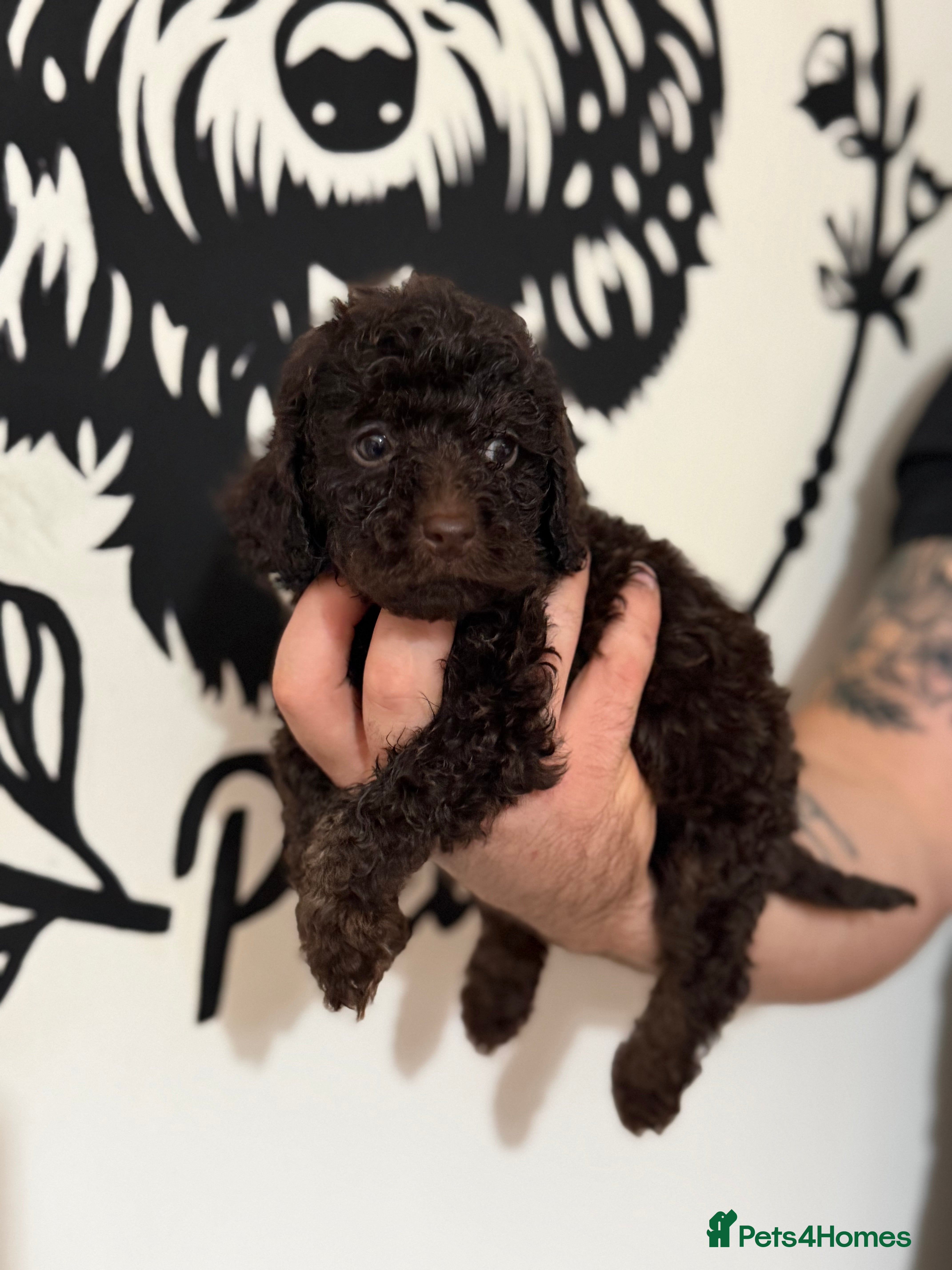 Cockapoo dogs ⭐ Stunning F3 Cockapoo Puppies Home Raised  ⭐ - Advert 15