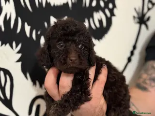 Cockapoo dogs ⭐ Stunning F3 Cockapoo Puppies Home Raised ⭐ - Advert 15