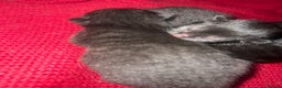 Mixed Breed cats for sale: Beautiful Black Kittens – Russian Blue Mum - Advert 3