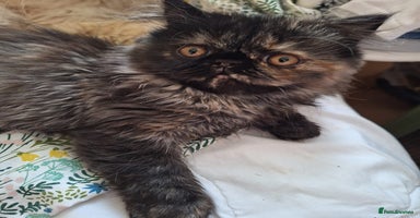 Persian cats - Advert 8