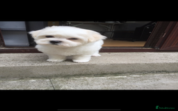 Maltipoo dogs for sale: Maltipoo puppies  - Image 2