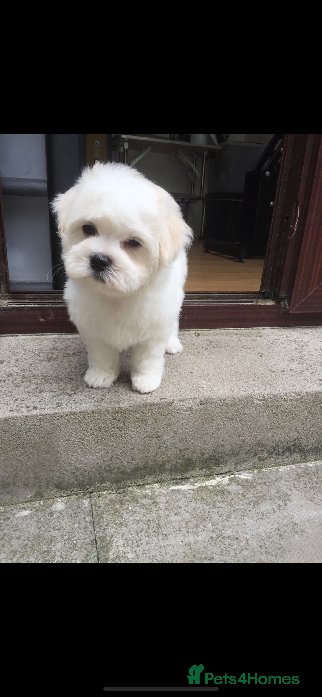 Maltipoo dogs for sale: Maltipoo puppies  - Image 2