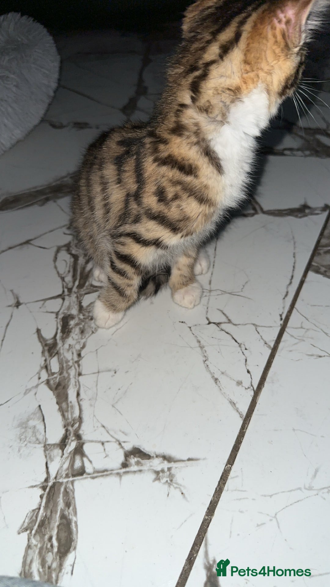 Domestic Shorthair cats for sale: Adorable tabby kitten - Advert 4