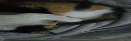 Mixed Breed cats for sale: Female tortoise shell cat  - Advert 3