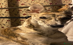Lurcher dogs for sale: 1 year old Lurcher  - Image 4