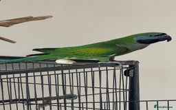 Parakeets birds for sale: Derby parrot - Image 2