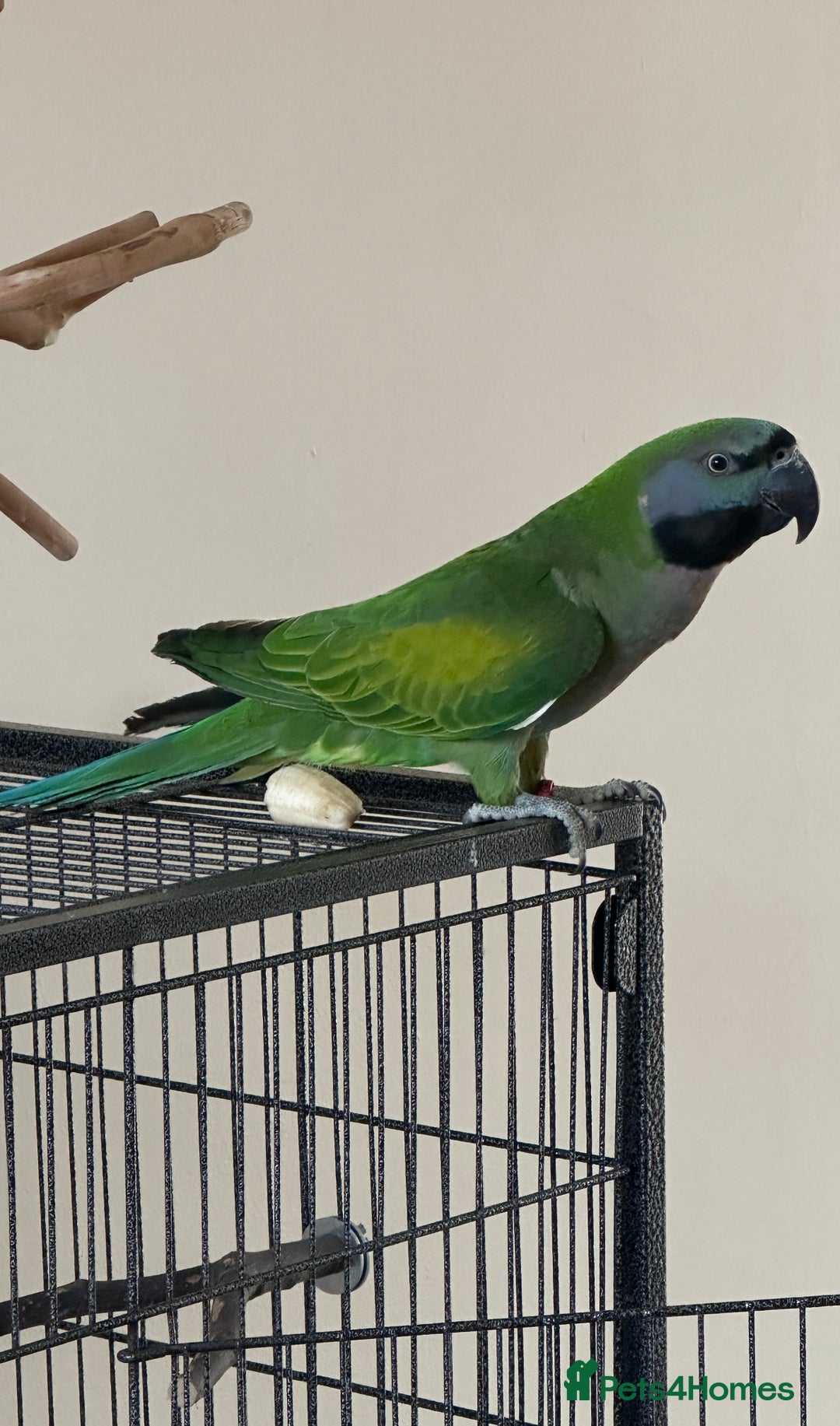 Parakeets birds for sale: Derby parrot - Image 2