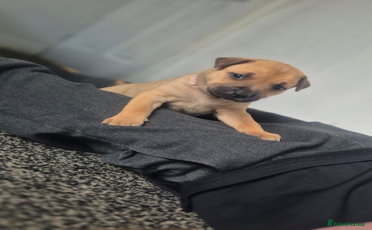 Mixed Breed dogs - Advert 12