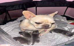 Mixed Breed dogs for sale: French- wieners ❤️ - Image 12