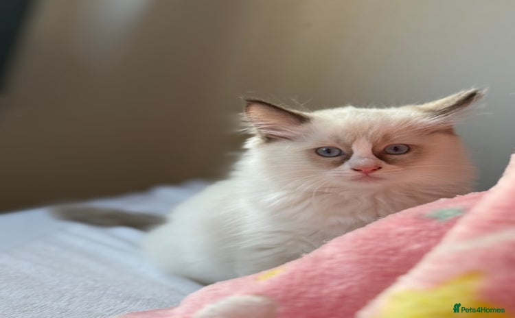 Ragdoll cats - Advert 1