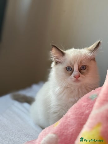 Ragdoll cats - Advert 1