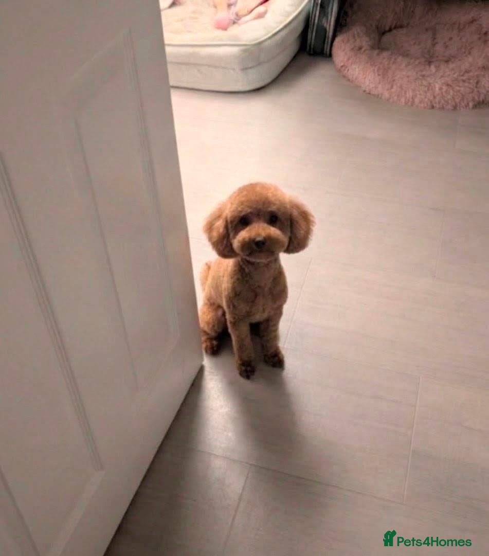 Toy Poodle dogs KC registered Red Toy Poodle for Stud UNPROVEN - Advert 5