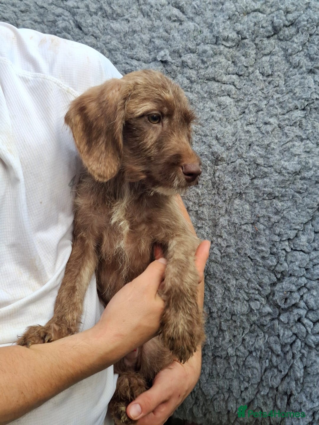 Labradoodle dogs for sale: Amazing quality for labradoodles, top quality!! in South Shields - Image 1