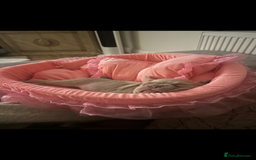 French Bulldog dogs for sale: French Bulldog🩷-Price Reduction-Open to offers!! - Image 2