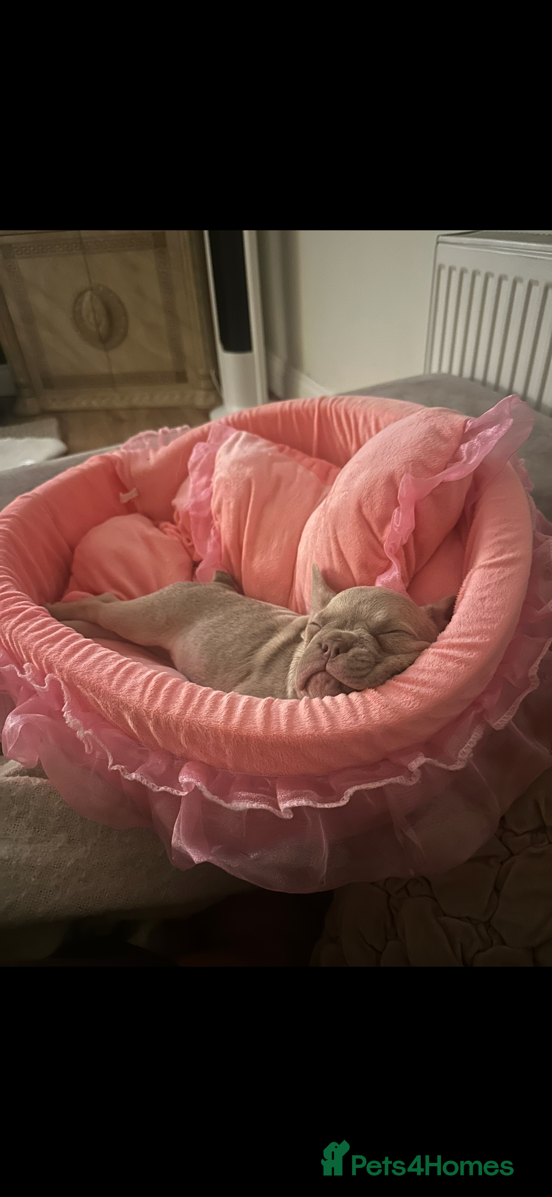 French Bulldog dogs for sale: French Bulldog🩷-Price Reduction-Open to offers!! - Image 2