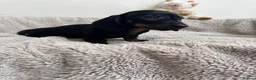 Miniature Dachshund dogs for sale: Miniature dachshund  - Advert 2
