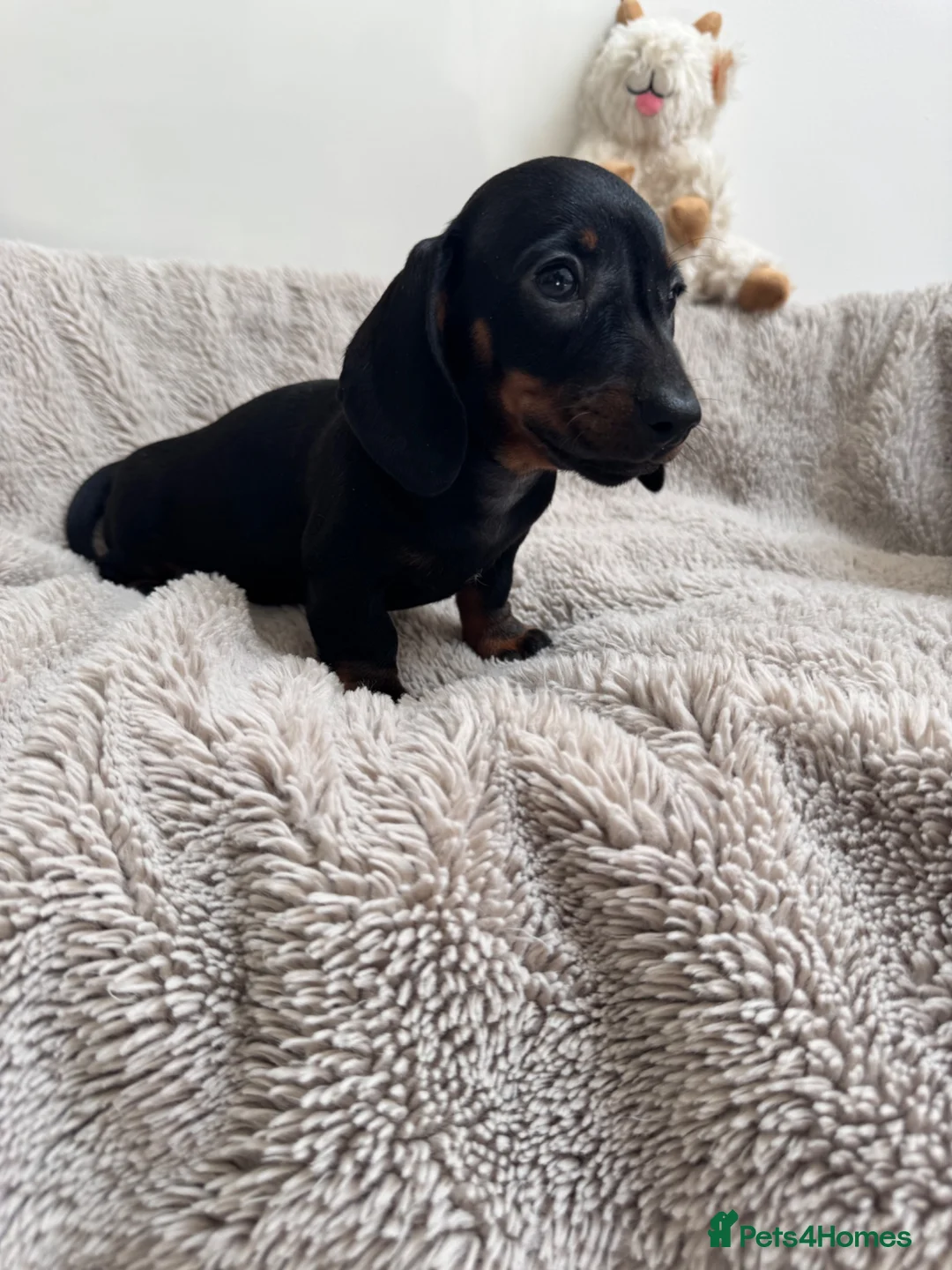 Miniature Dachshund dogs for sale: Miniature dachshund  - Advert 2