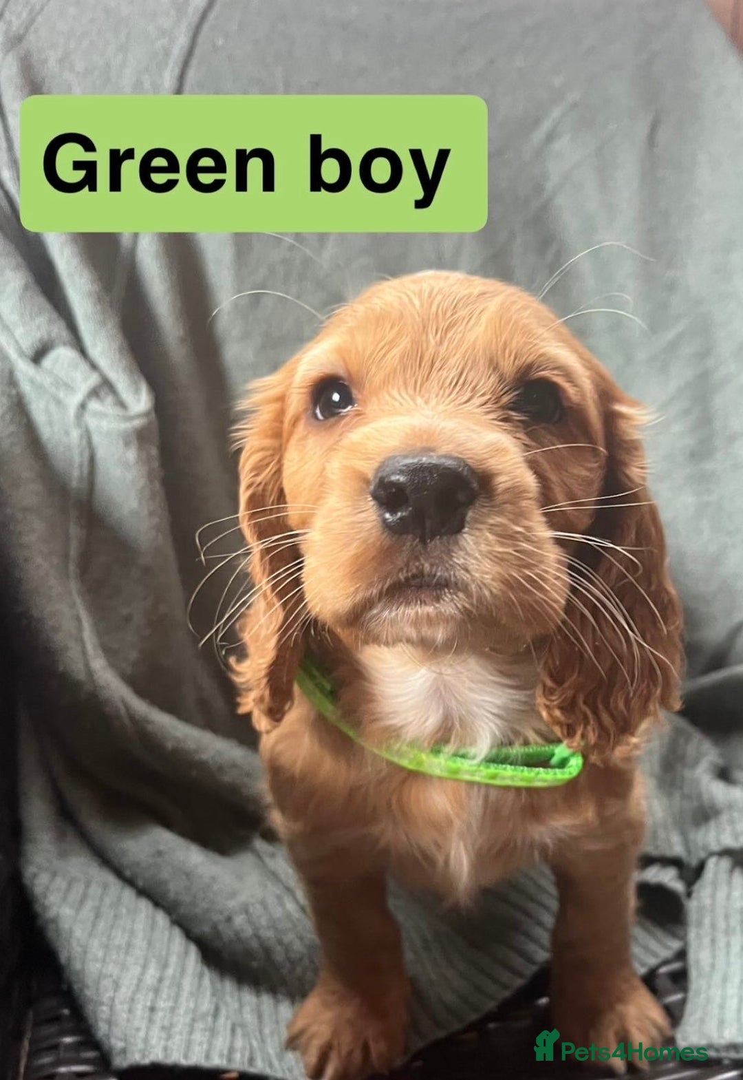 Cocker Spaniel dogs for sale: Cocker spaniel - Image 7