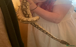 Python Snake reptiles for sale: ball python (please read description)  - Image 2