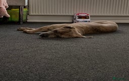 Mixed Breed dogs for sale: Zuese - Image 4