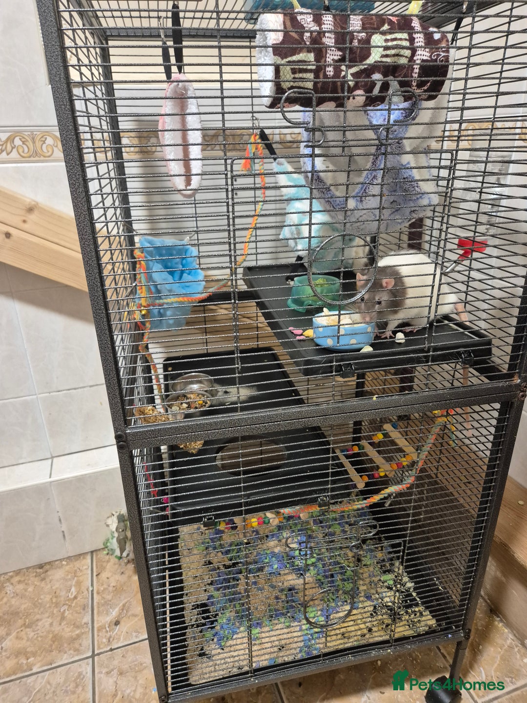 Rat rodents for sale: 2 male rats 1yr old with cage and accessories  - Image 8