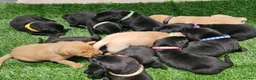 Labrador Retriever dogs for sale: Lovely Labrador puppy’s  in Taunton - Advert 25