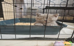 British Shorthair cats for sale: British shorthair 1 male left!!  in Crewe - Image 4