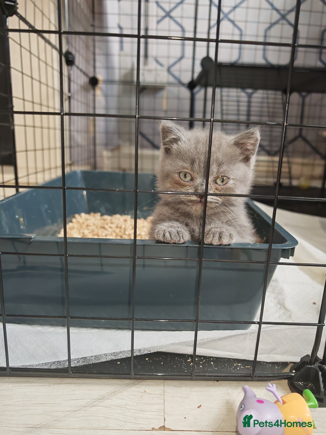 British Shorthair cats for sale: British shorthair 1 male left!!  in Crewe - Image 4