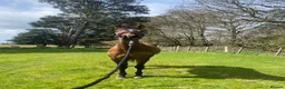 British Warmblood horses for sale: Head turner show jumper  in Woodbridge - Advert 7