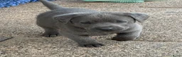 Labrador Retriever dogs for sale: Gorgeous KC Silver & Charcoal Labrador Pups - Advert 6