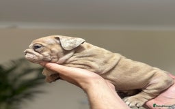 English Bulldog dogs for sale: Beautiful English Bulldog Puppies - Image 30