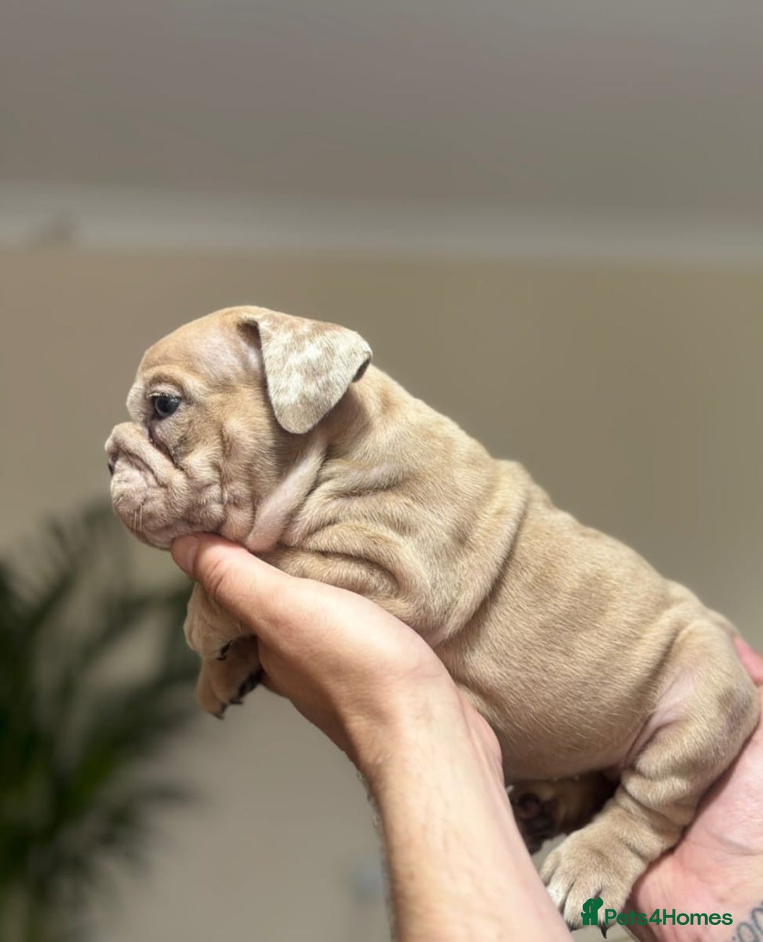 English Bulldog dogs for sale: Beautiful English Bulldog Puppies - Image 30