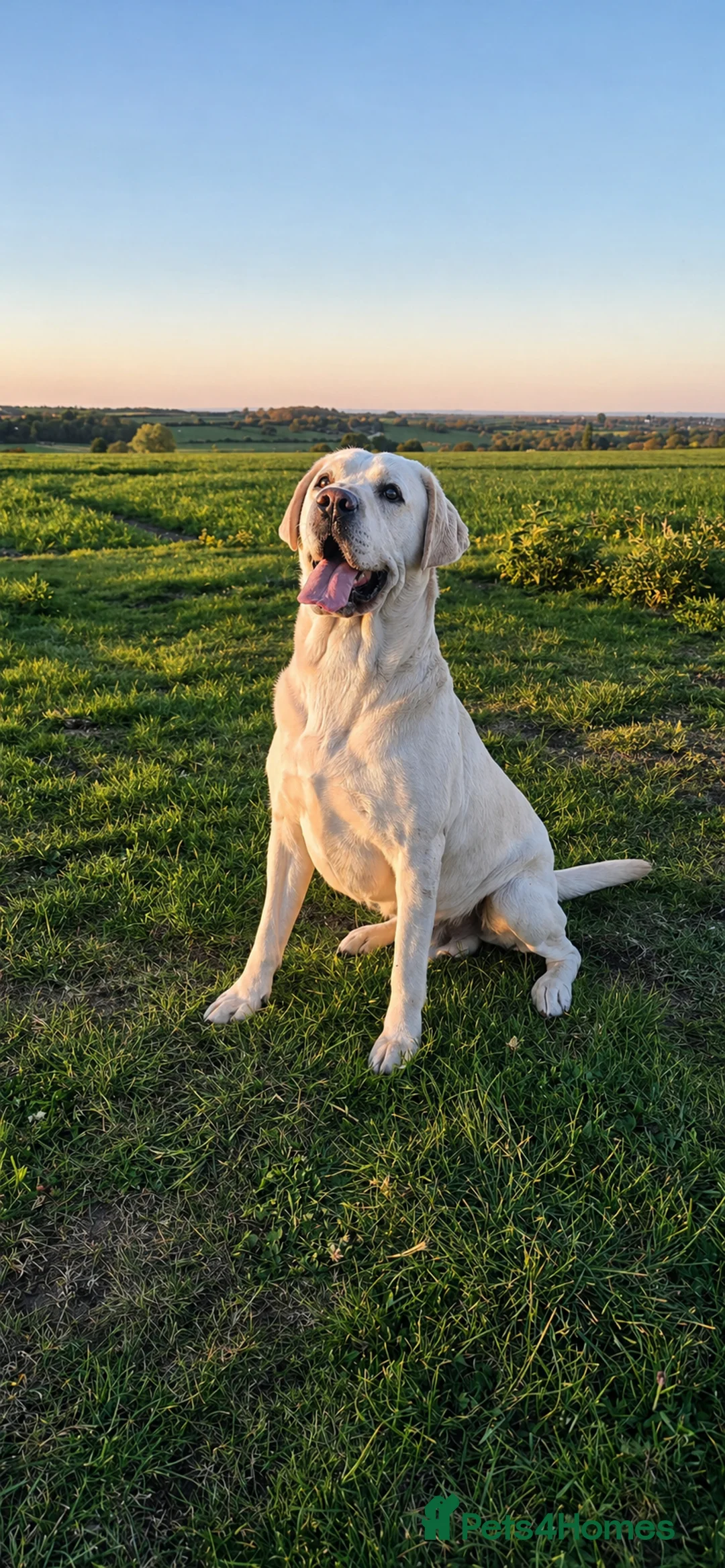 Labrador Retriever dogs for stud: White Labrador Stud Lincoln | Proven - Advert 1