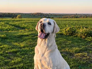 Labrador Retriever dogs White Labrador Stud Lincoln | Proven - Advert 5