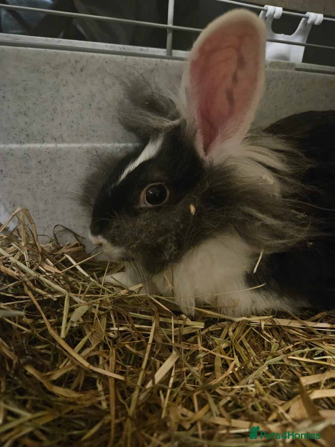 Lionhead rabbits for sale: Lion head last 3 left - Advert 6