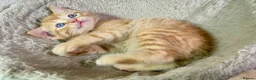 Mixed Breed cats for sale: 2 Gorgeous Ginger Male Kittens - Advert 19