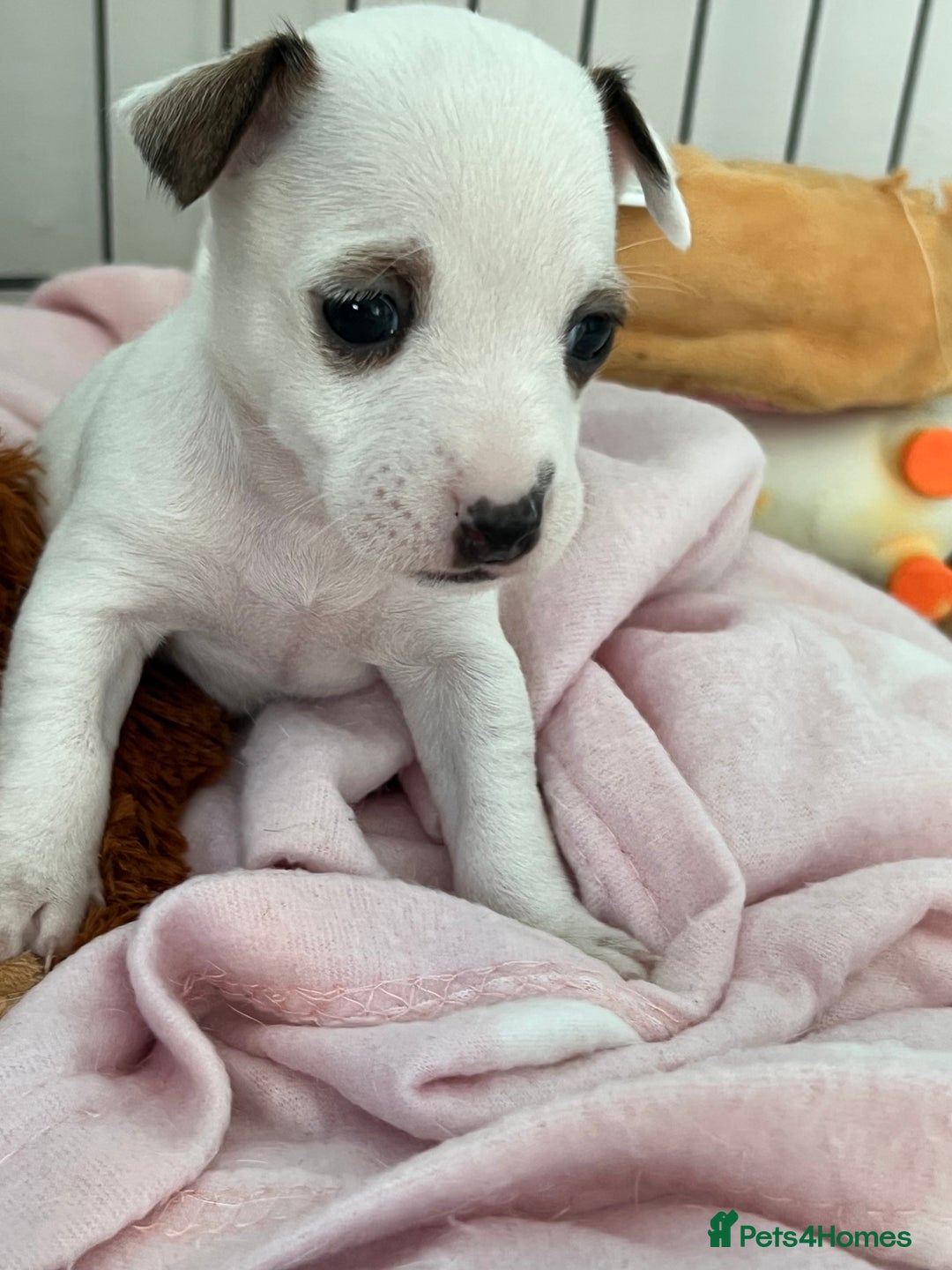 Jack Russell dogs for sale: Stunning Miniature Jack Russell Puppies!!! - Advert 29