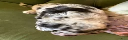 Sheepadoodle dogs for sale: Sheepadoodle Puppies Available  - Advert 38