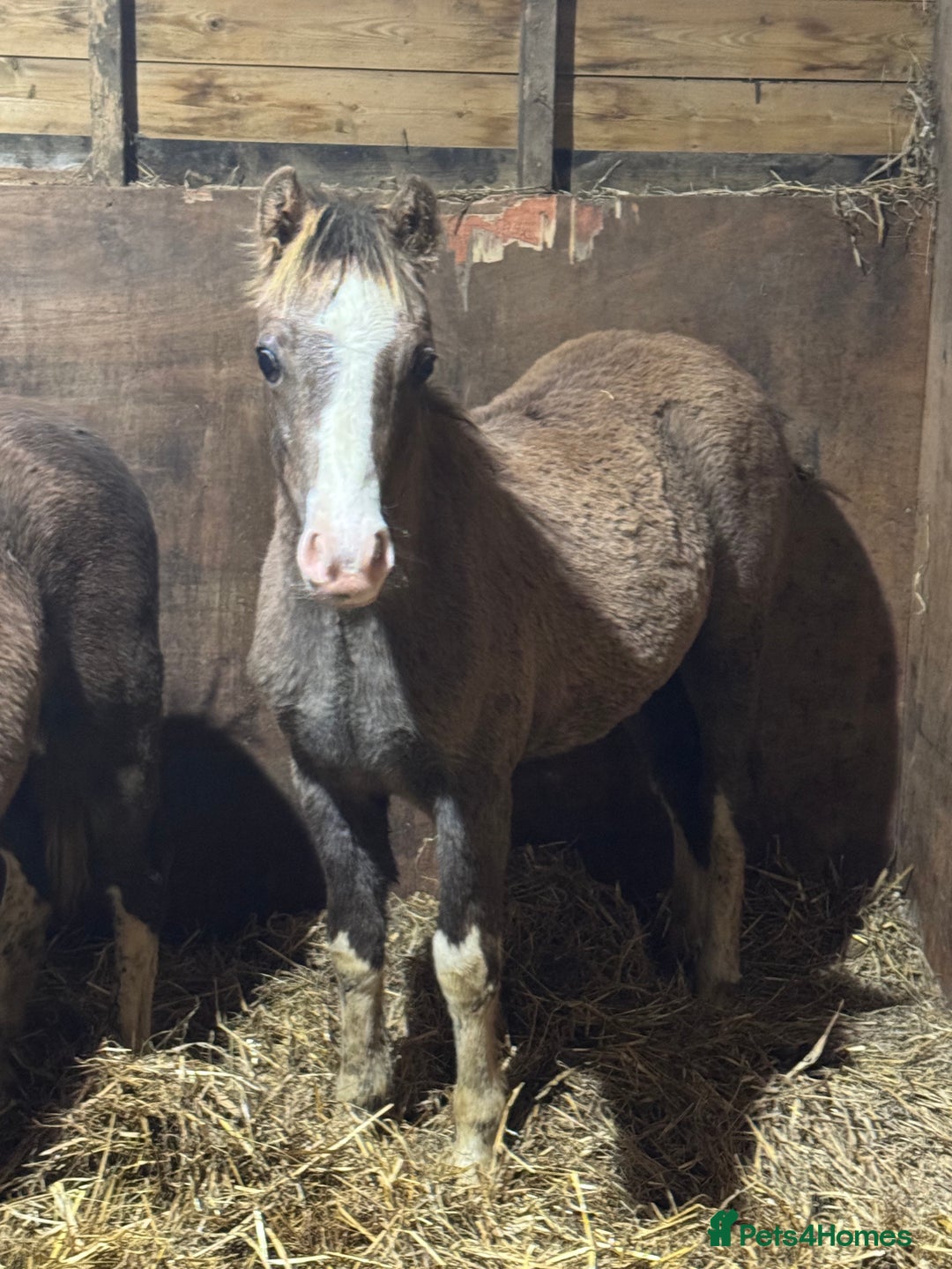 Welsh Section A horses for sale: Homes saught for the Welsh Babies  - Advert 9