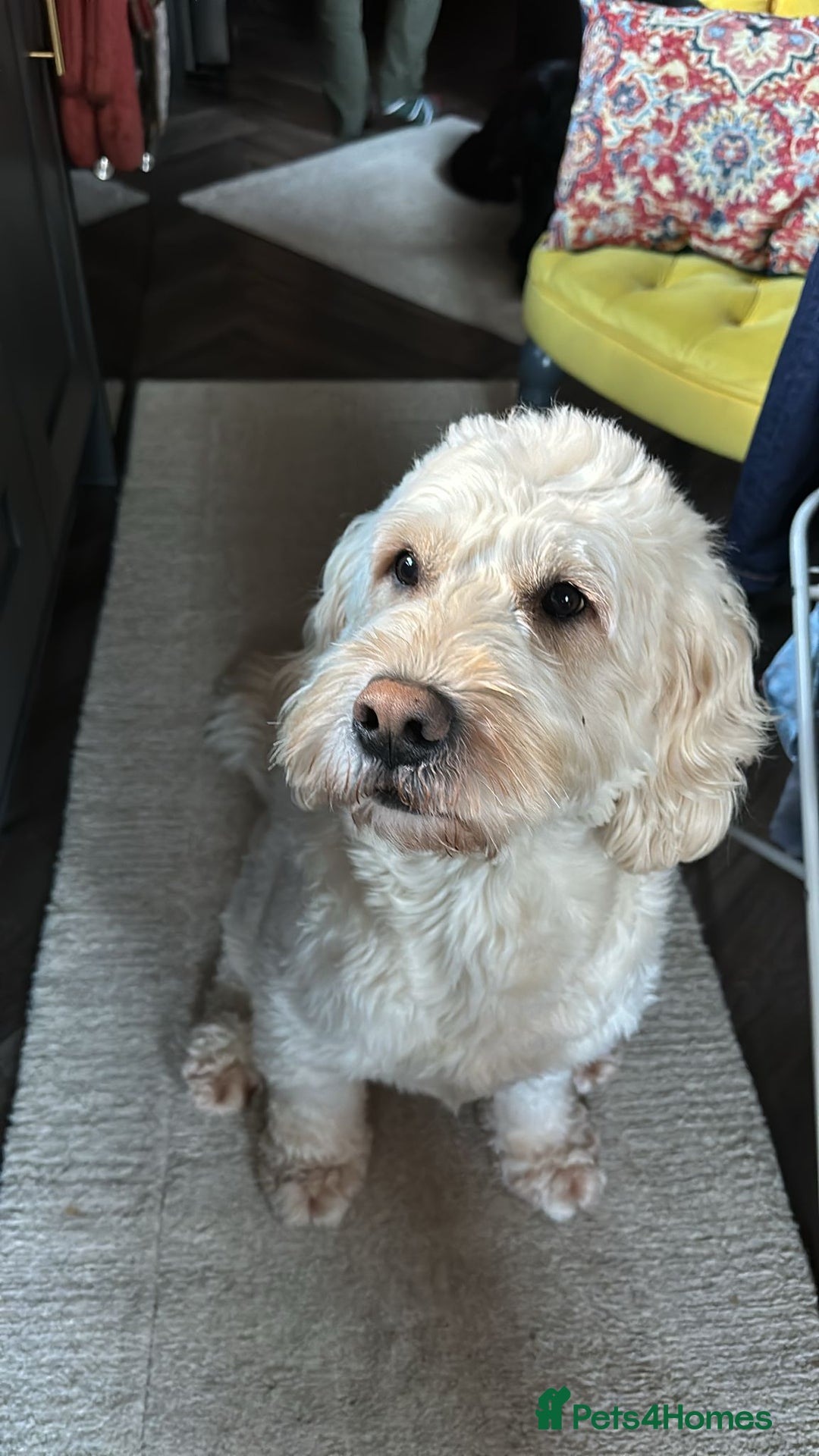 Goldendoodle dogs for stud: Beautiful golden doodle DNA tested/sperm count  in Sutton Coldfield - Image 2
