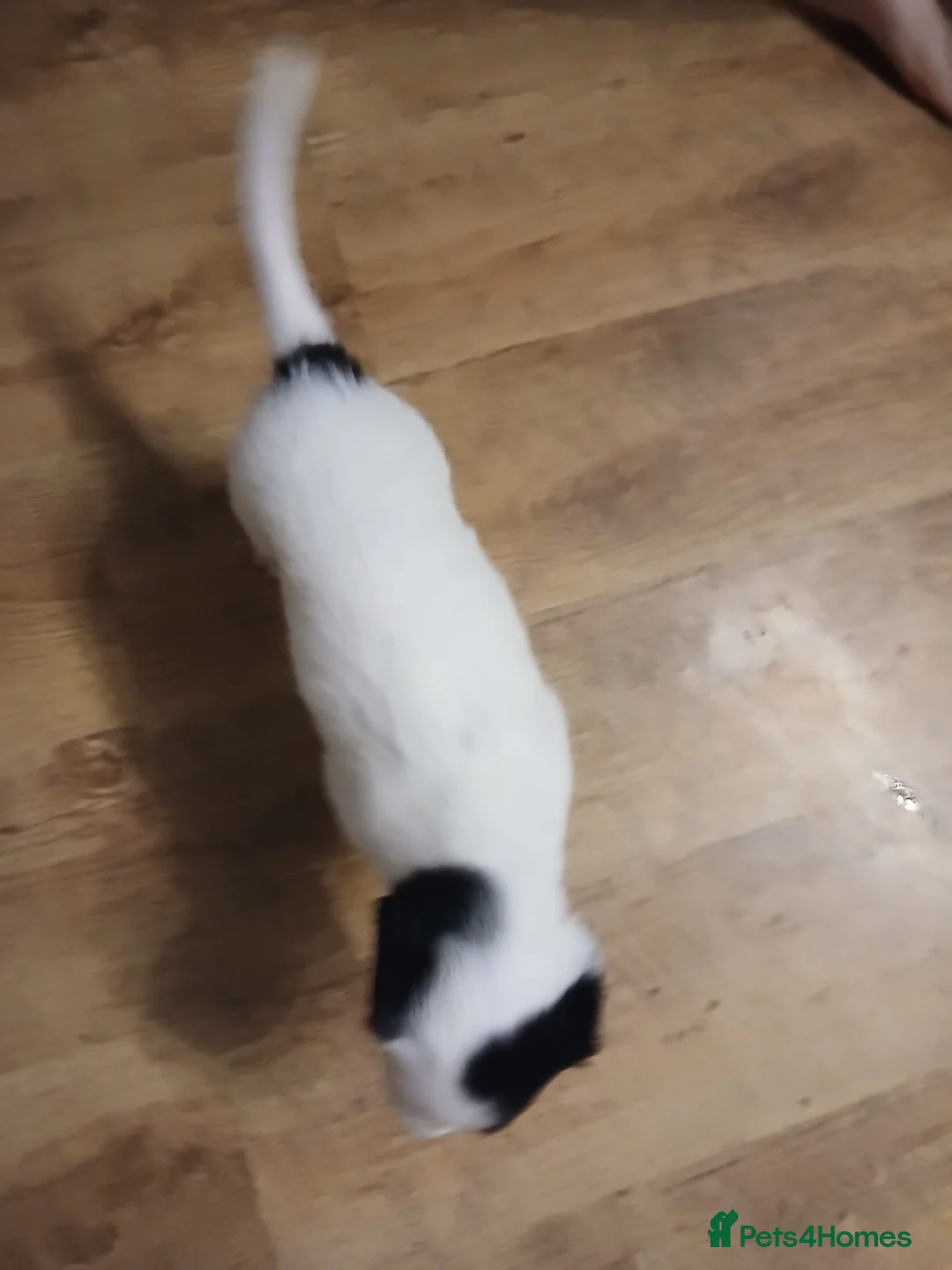 Mixed Breed dogs for sale: Beautiful Collie x Sprocker Puppies - Advert 6