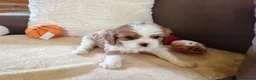 Cavalier King Charles Spaniel dogs for sale: Kc Beautiful puppies for sale. - Advert 30