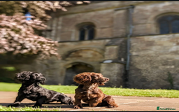 Cocker Spaniel dogs for sale: Beautiful Cocker Spaniel Puppy - Image 22