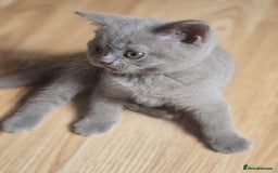 British Shorthair cats for sale: 6 Gorgeous BSH Kittens – Friendly & Playful! - Image 3
