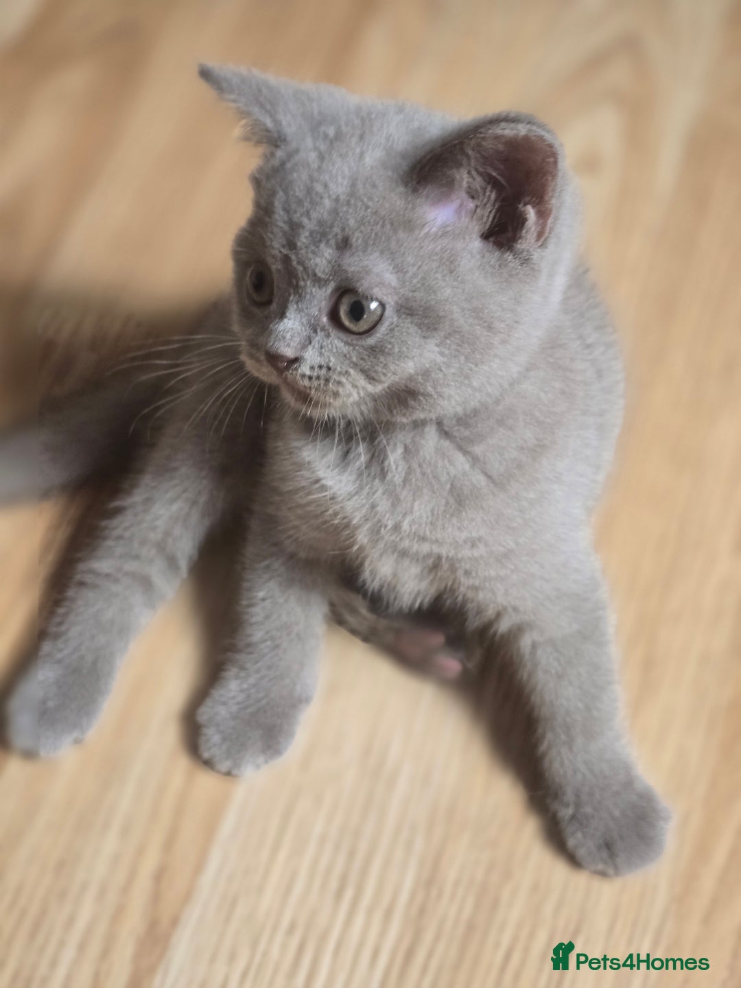 British Shorthair cats for sale: 6 Gorgeous BSH Kittens – Friendly & Playful! - Image 3