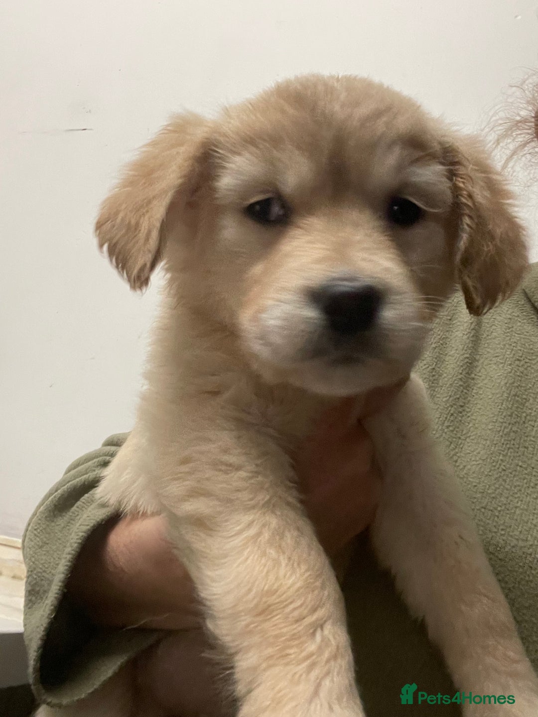 Golden Retriever dogs for sale: Gorgeous golden retriever puppies  - Advert 3