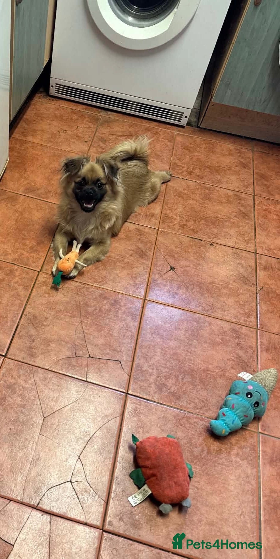 Mixed Breed dogs Happy Small Pomeranian Cross Pug Puppy  - Advert 7