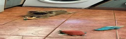 Mixed Breed dogs for sale: Happy Small Pomeranian Cross Pug Puppy  in Evesham - Advert 1