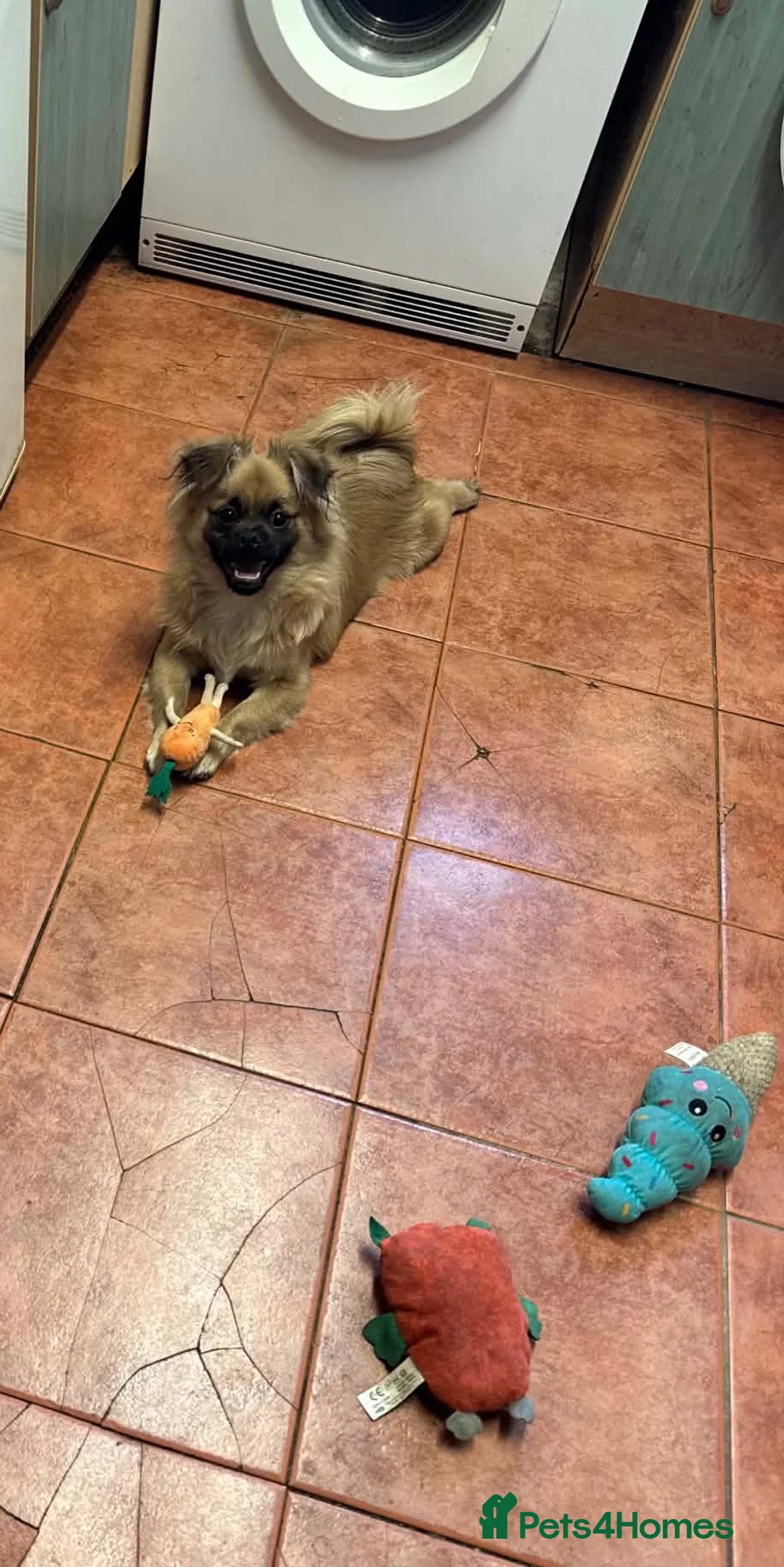 Mixed Breed dogs for sale: Happy Small Pomeranian Cross Pug Puppy  in Evesham - Advert 1